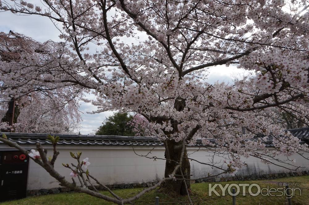 醍醐寺　圧巻　サクラ