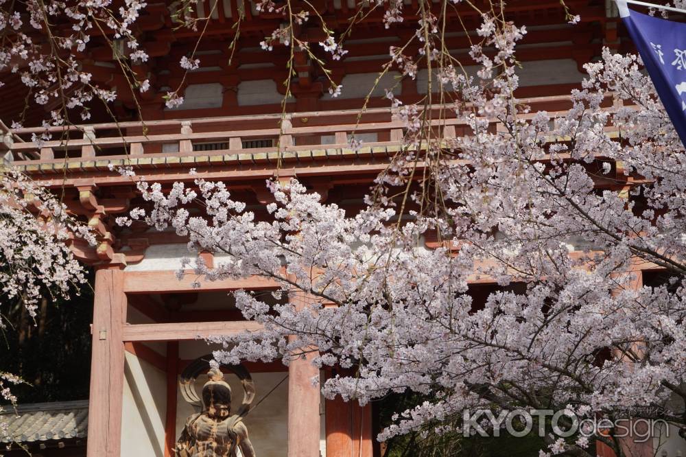 醍醐寺　仁王像とサクラ