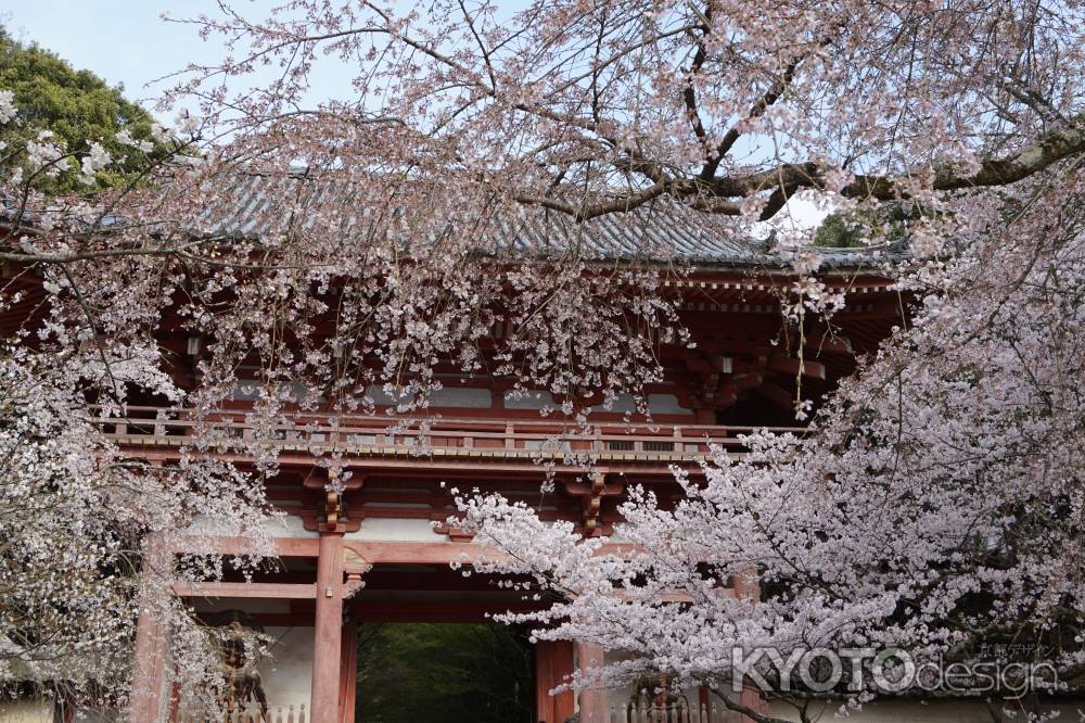 醍醐寺　桜に包まれる仁王門