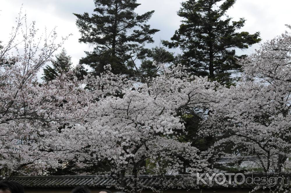 醍醐寺　見事なサクラ