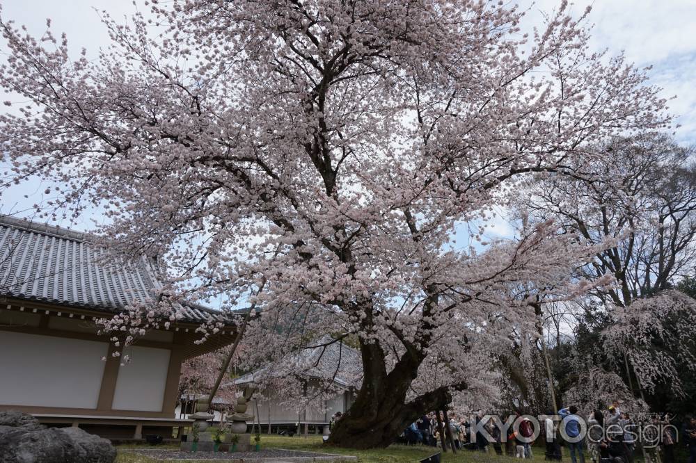 醍醐寺　サクラ見応えあり