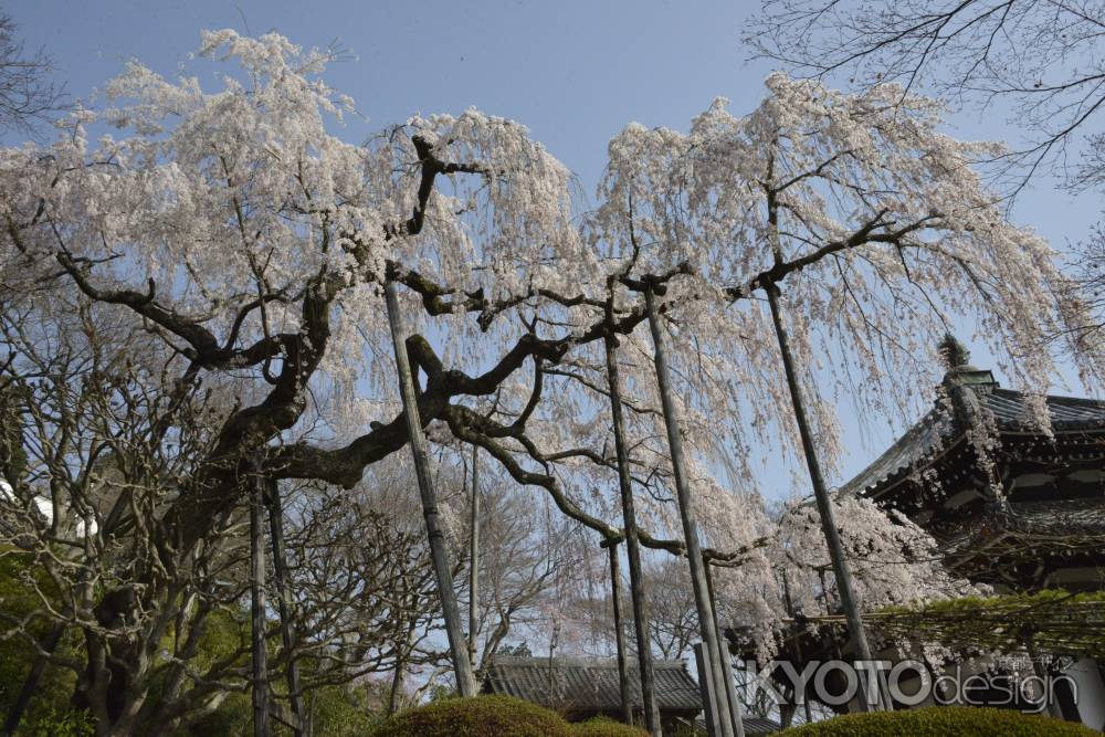 善峯寺　空を覆うしだれ桜