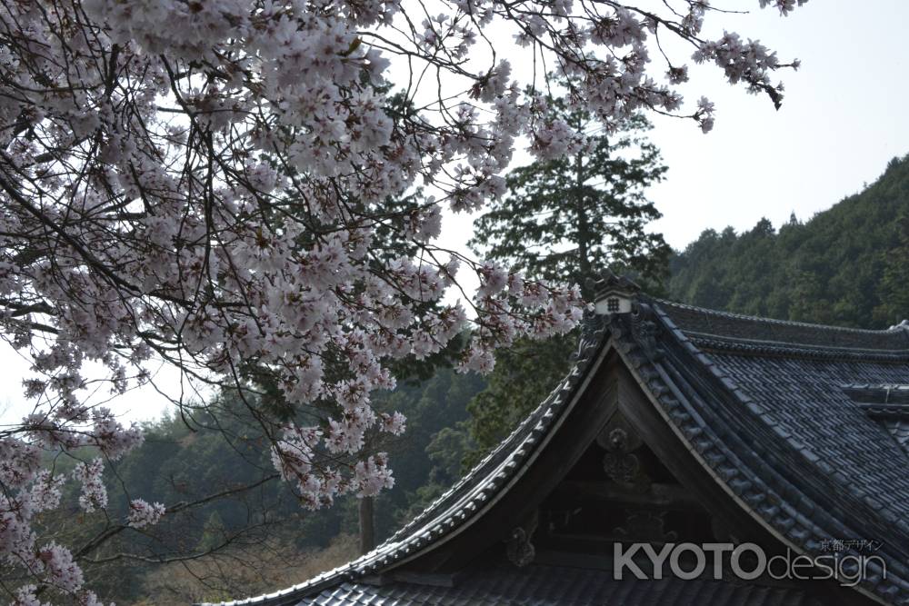 善峯寺　山寺のサクラ