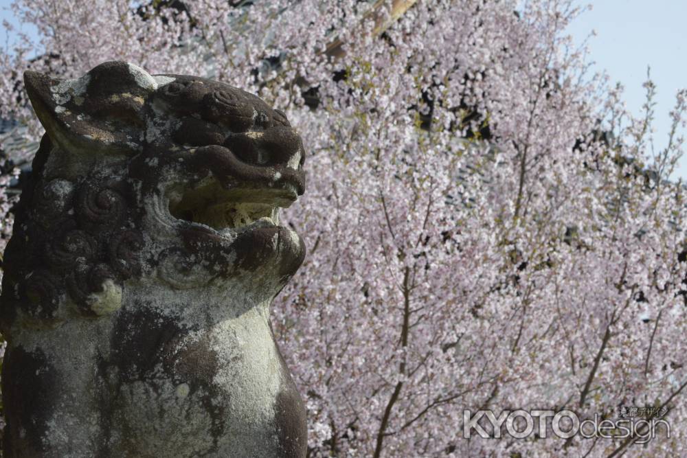 善峯寺　狛犬とサクラ