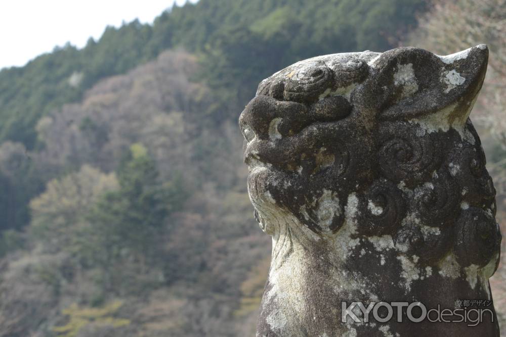 善峯寺　天空を見上げる