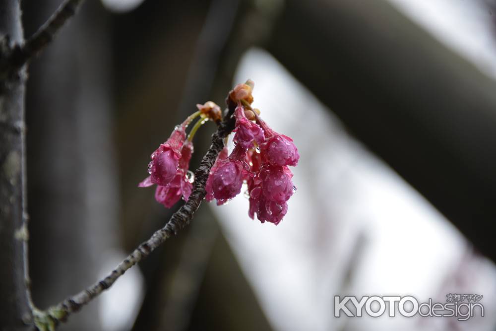 長岡　雨の寒緋桜