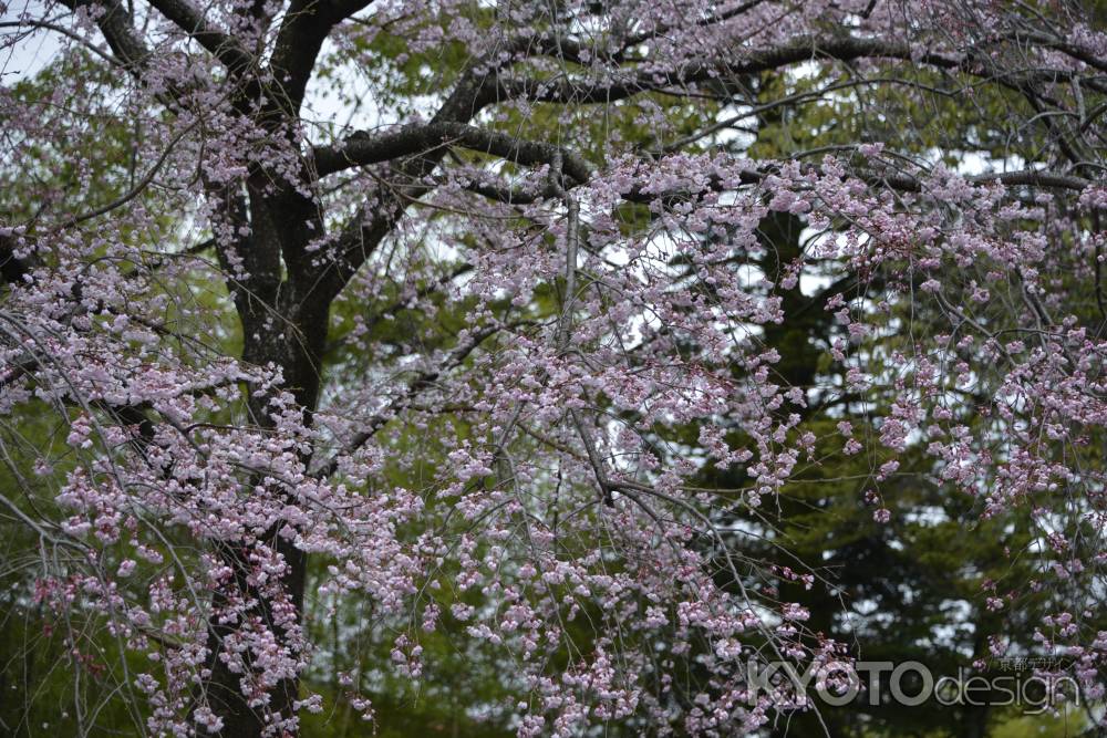 長岡　枝垂れ桜