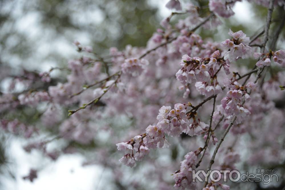 長岡　満開のしだれ桜