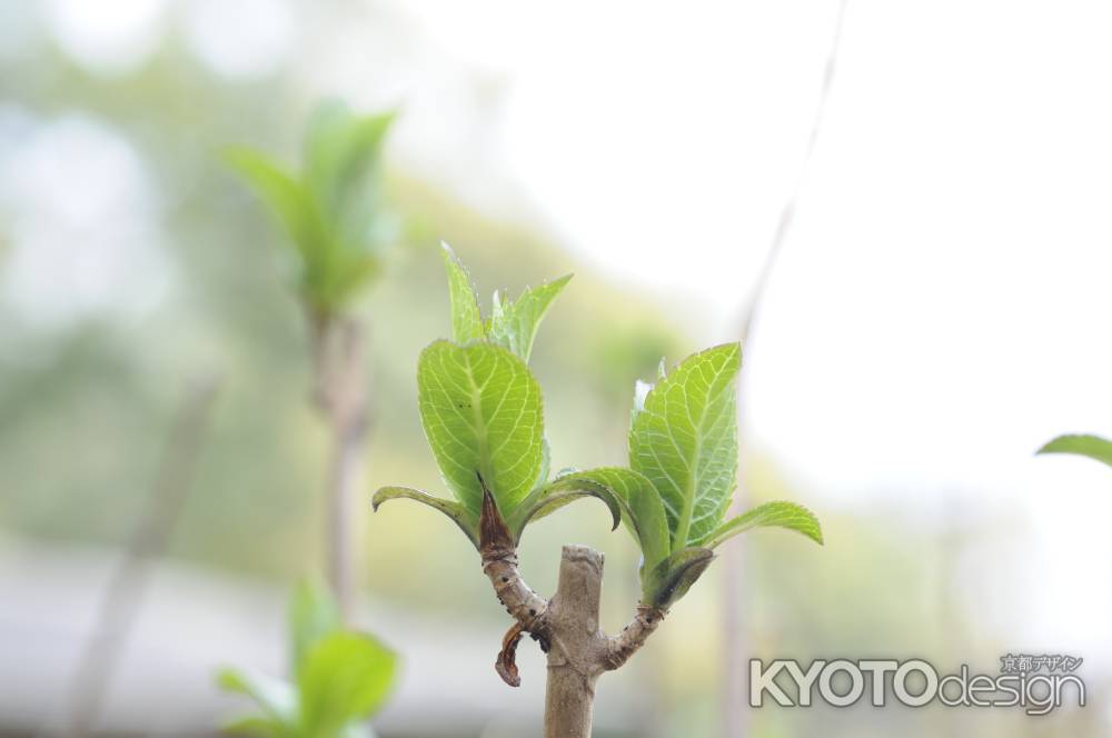 春の芽吹き