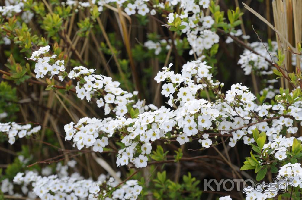 小さく　可憐に　癒しの白