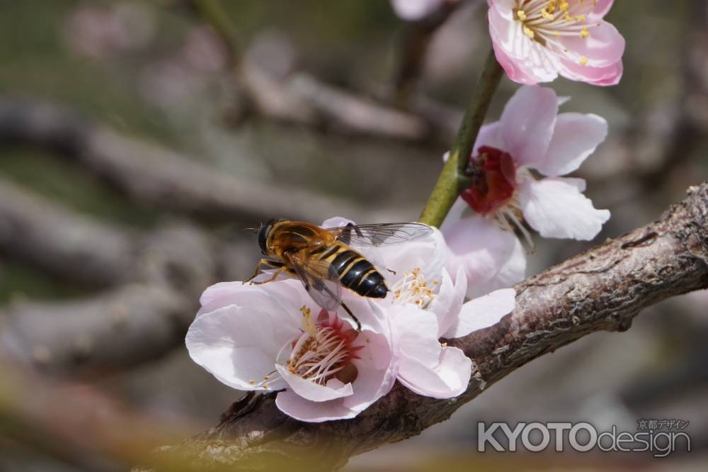 蜜をどうぞ