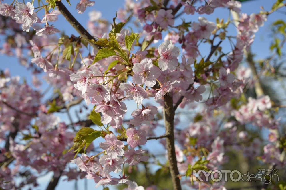 法住寺　さくら咲く