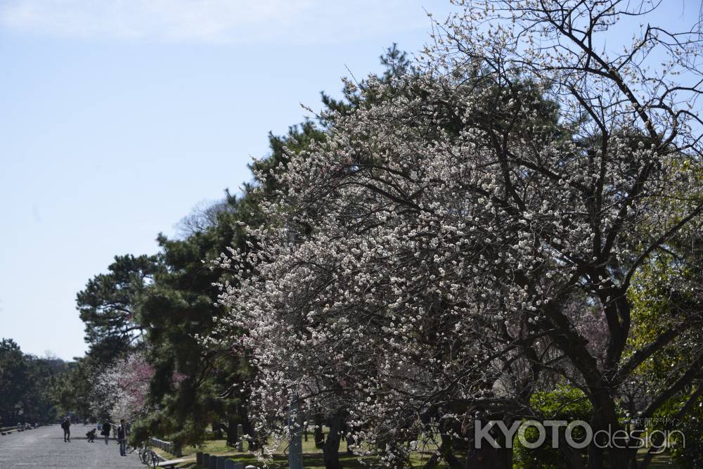 京都御苑　梅咲く