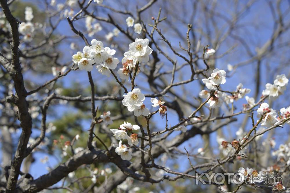 智積院の白い梅