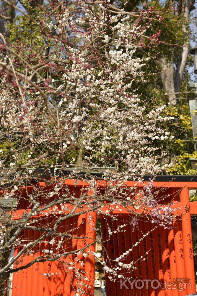 連なる鳥居