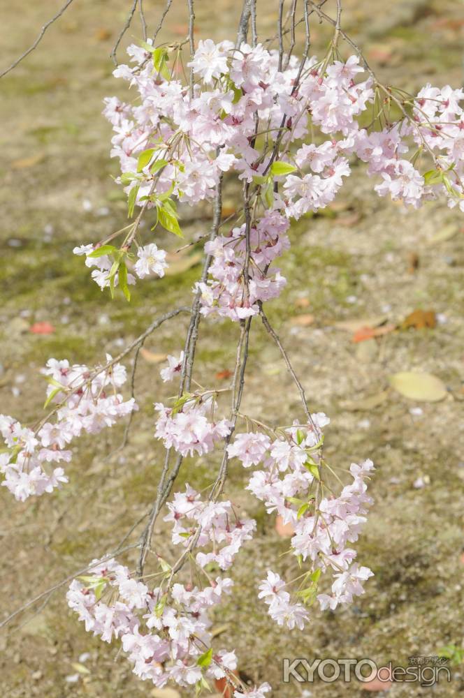 八重紅枝垂