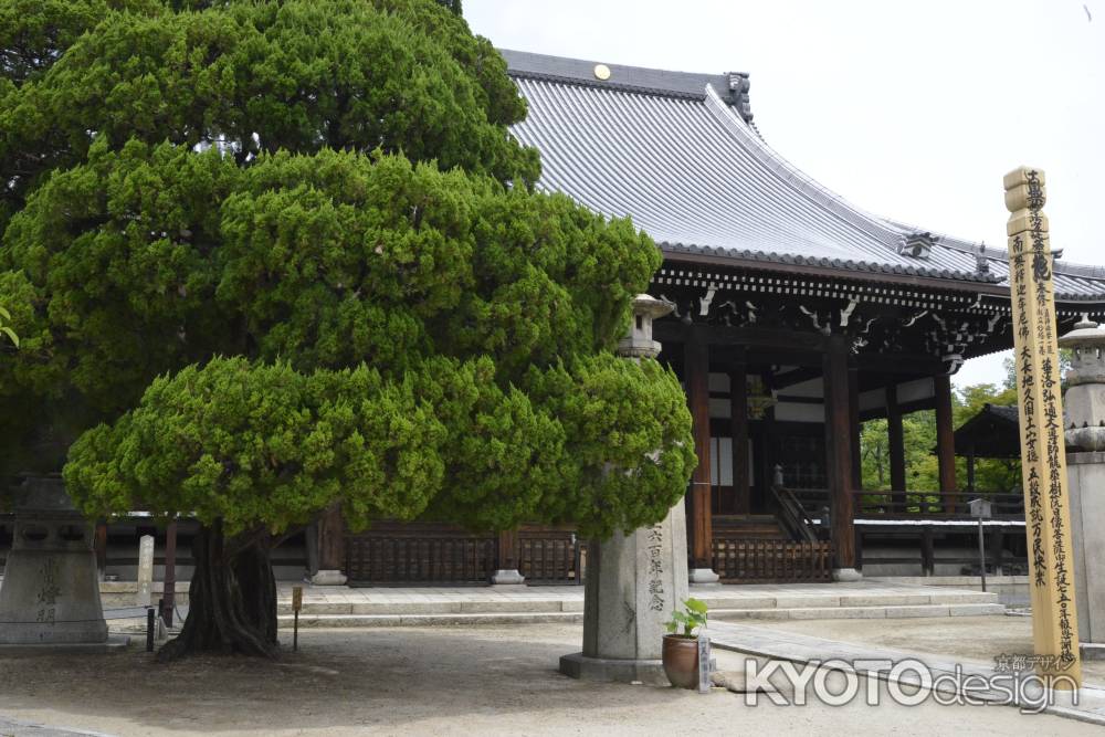 風格あるイブキの木