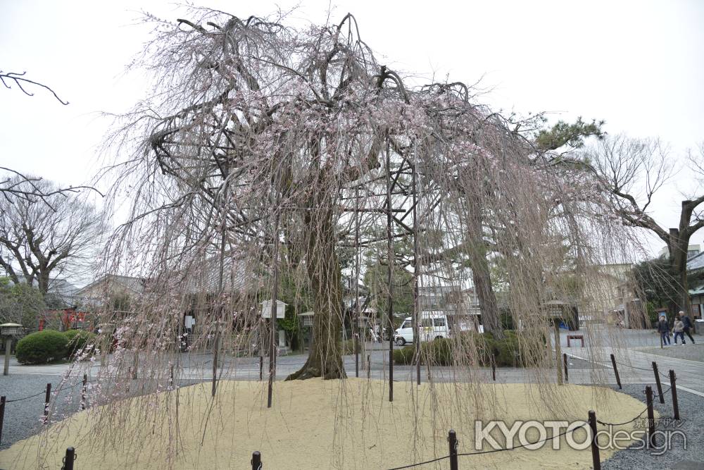 春を待つおかめ桜