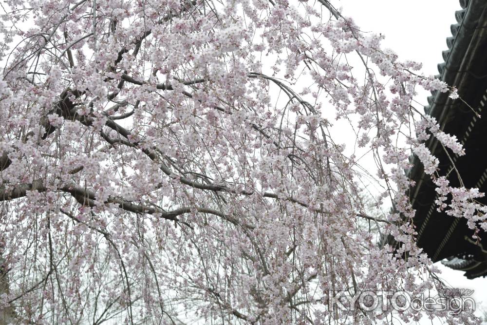 立本寺　桜のシャワー