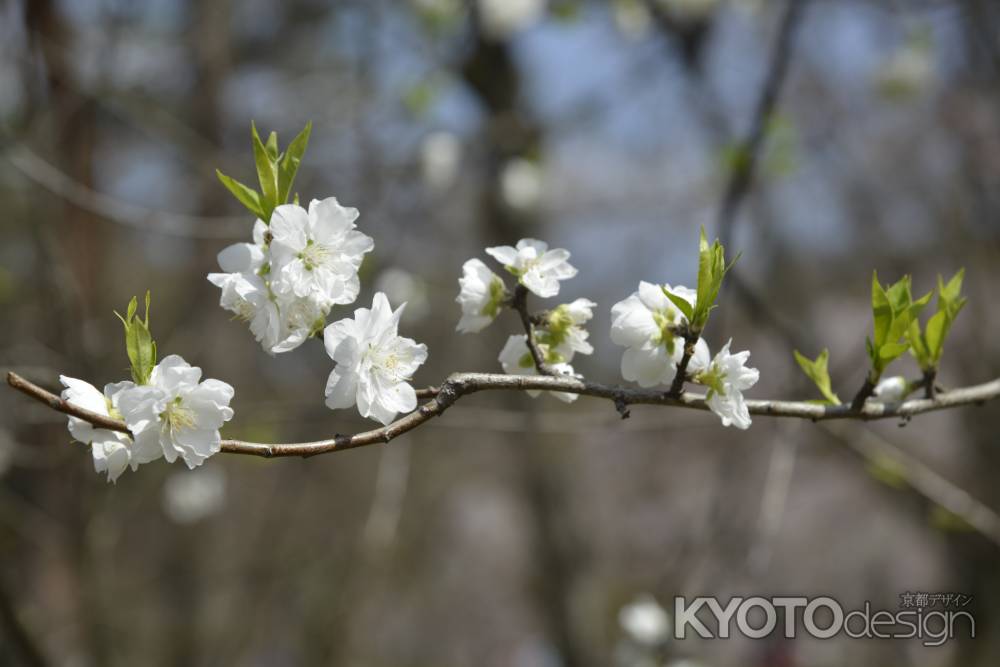 京都御苑　白く咲く