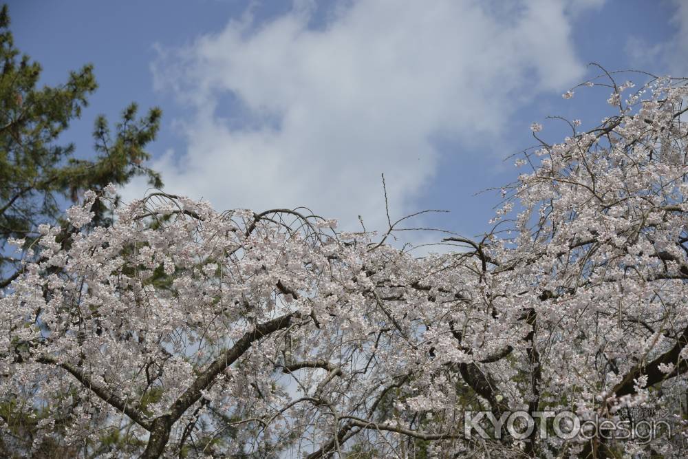 京都御苑　天高く伸びるサクラ