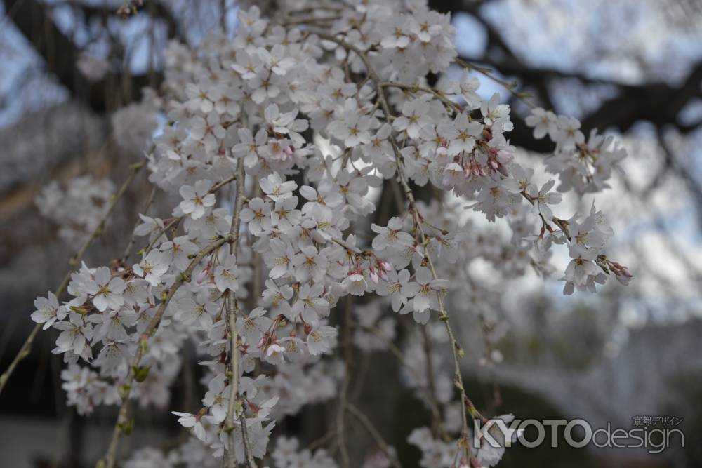 本満寺　整った桜の姿