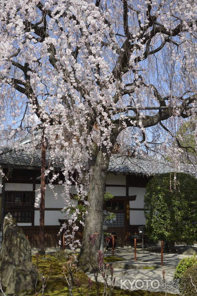 本満寺　しだれサクラ