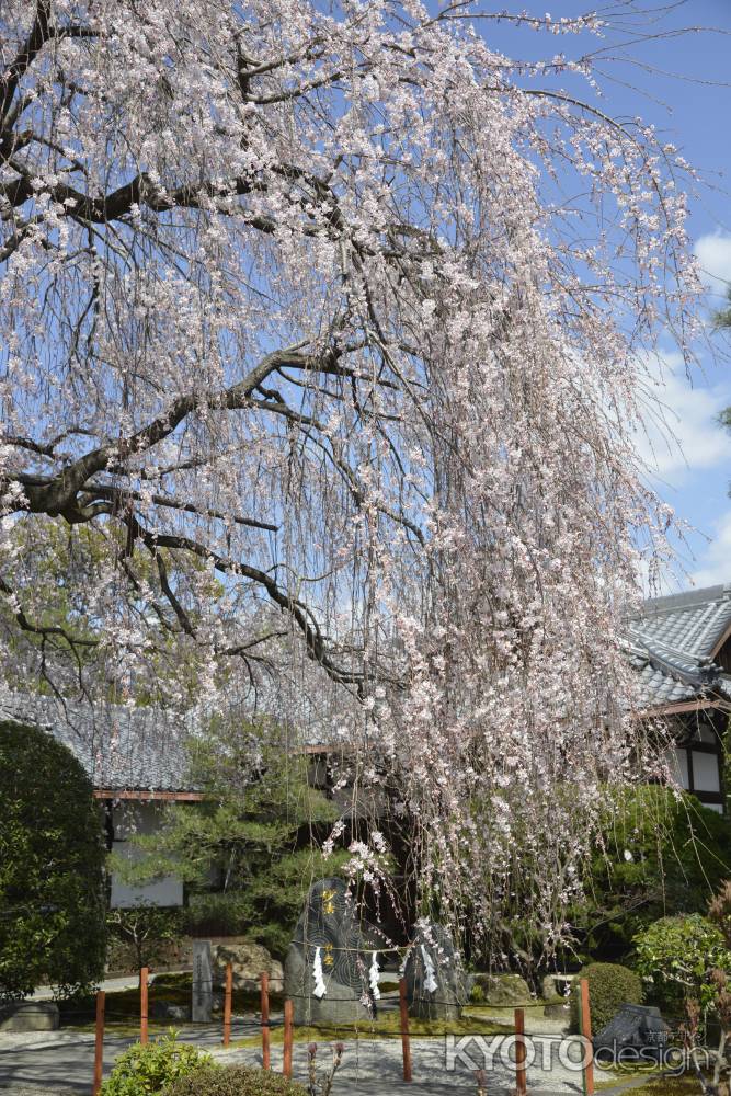 本満寺　降り注ぐサクラ