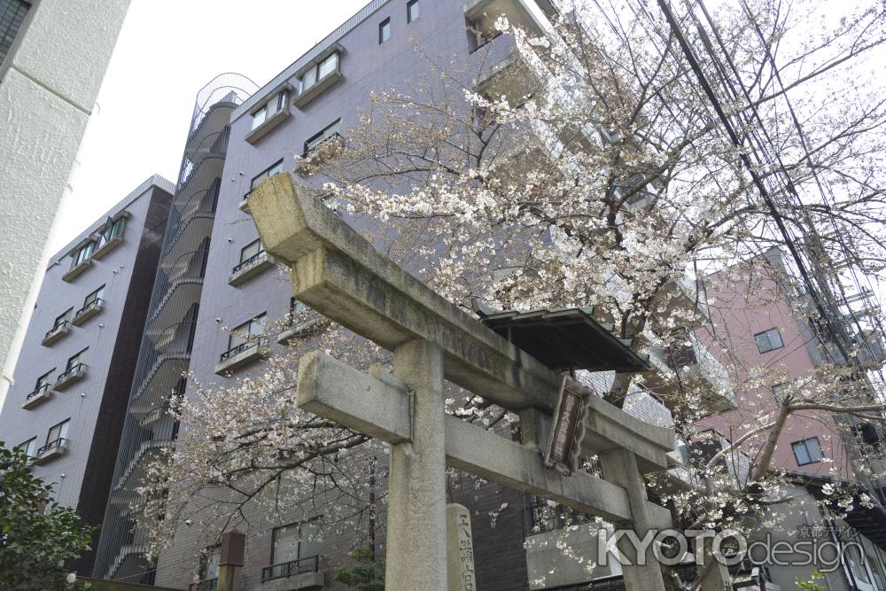 菅大臣神社　ビルの側の桜