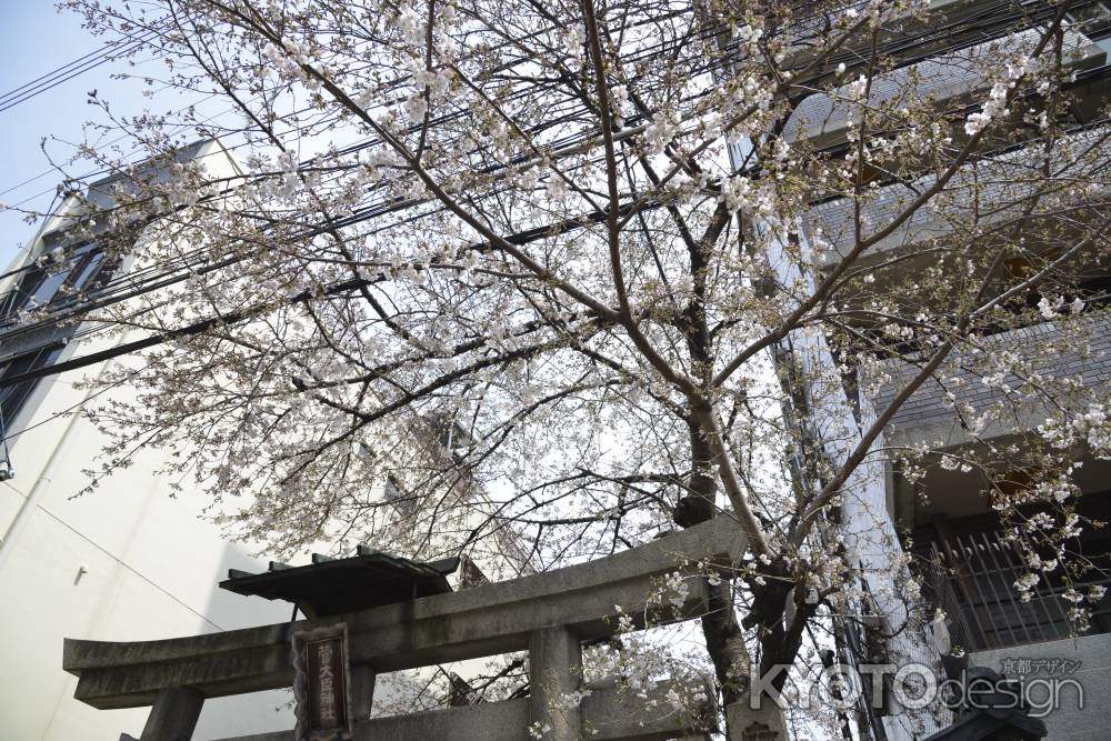 菅大臣神社　電線にまとうサクラ