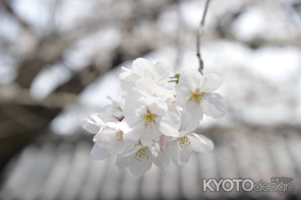 佛光寺　白く咲く