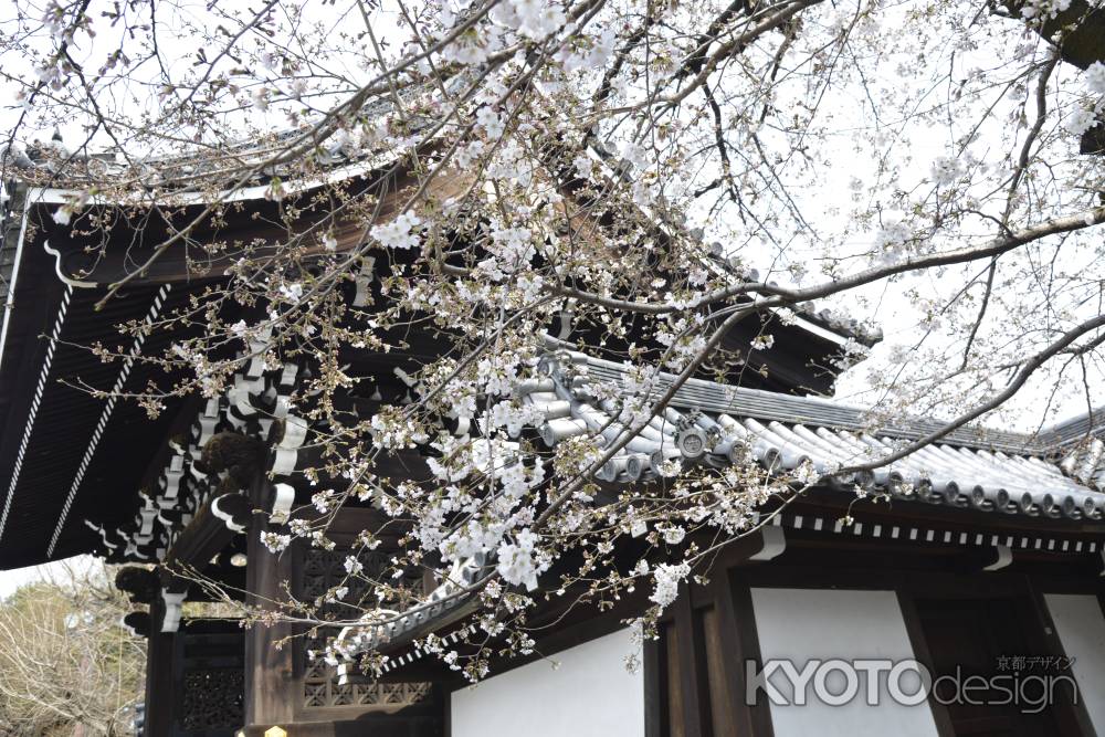 佛光寺　門横のサクラ