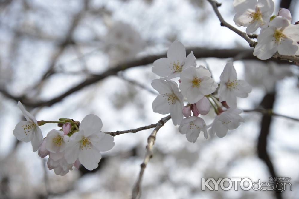 佛光寺　さくら咲く