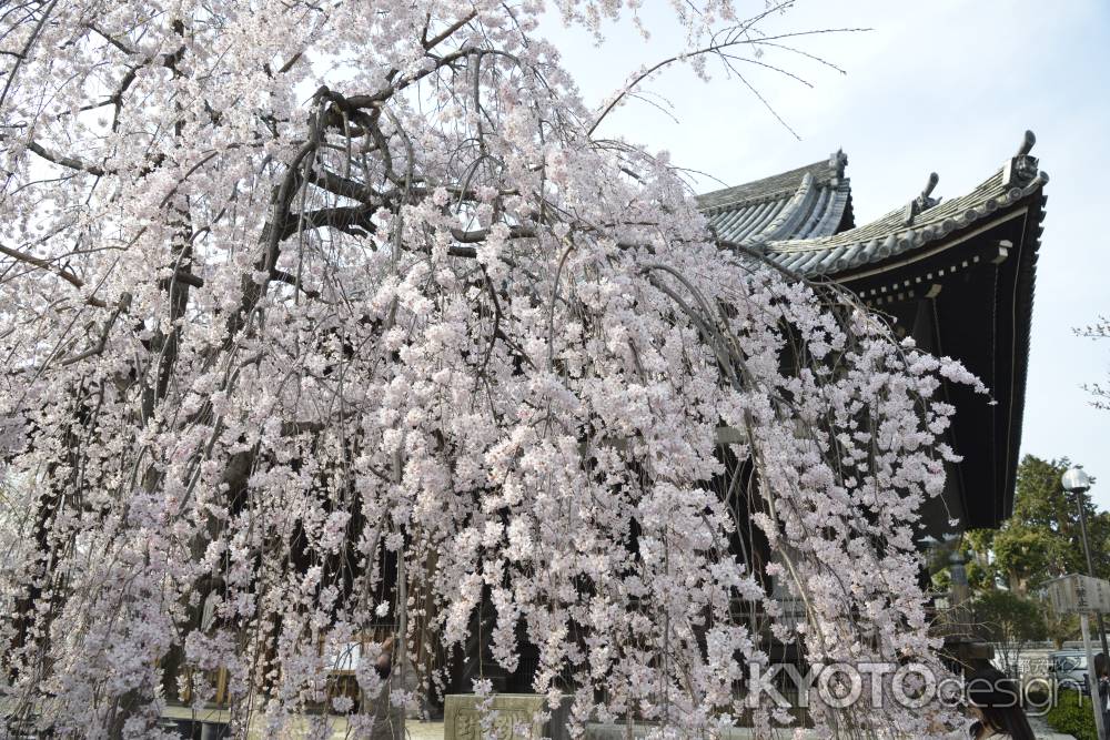 立本寺　見頃です