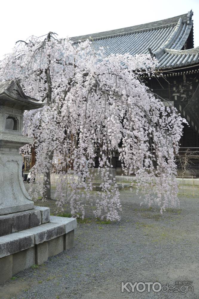 立本寺　地に着く枝垂れ