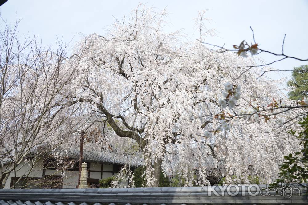 本満寺　立派なしだれ