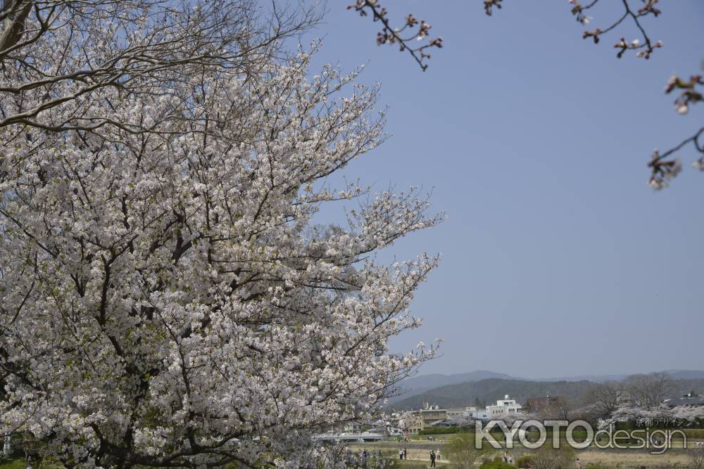 京の空に　サクラ