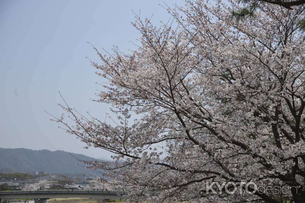 鴨川沿いの桜