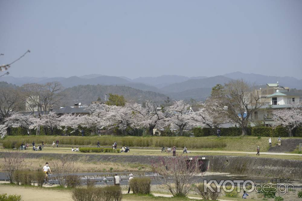 鴨川のサクラ並木