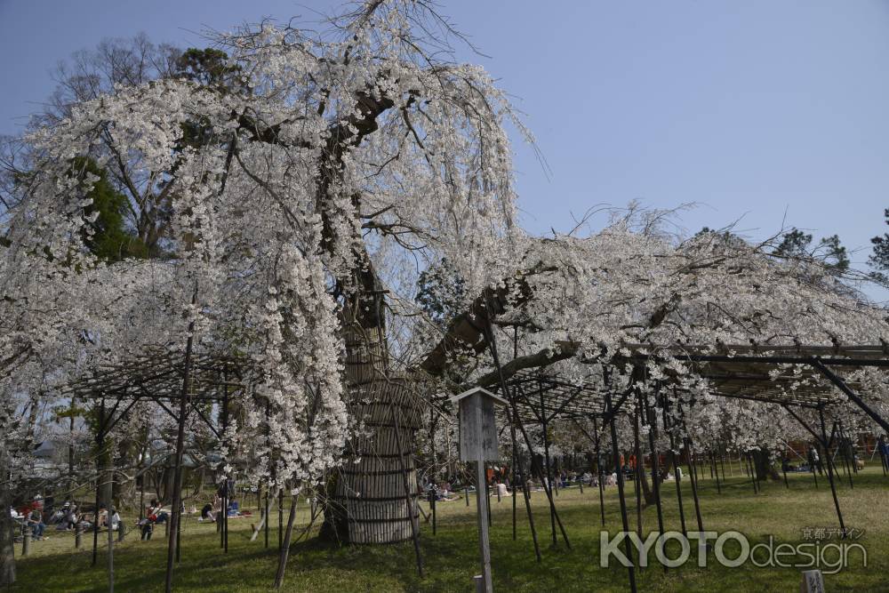 上賀茂神社　御所桜