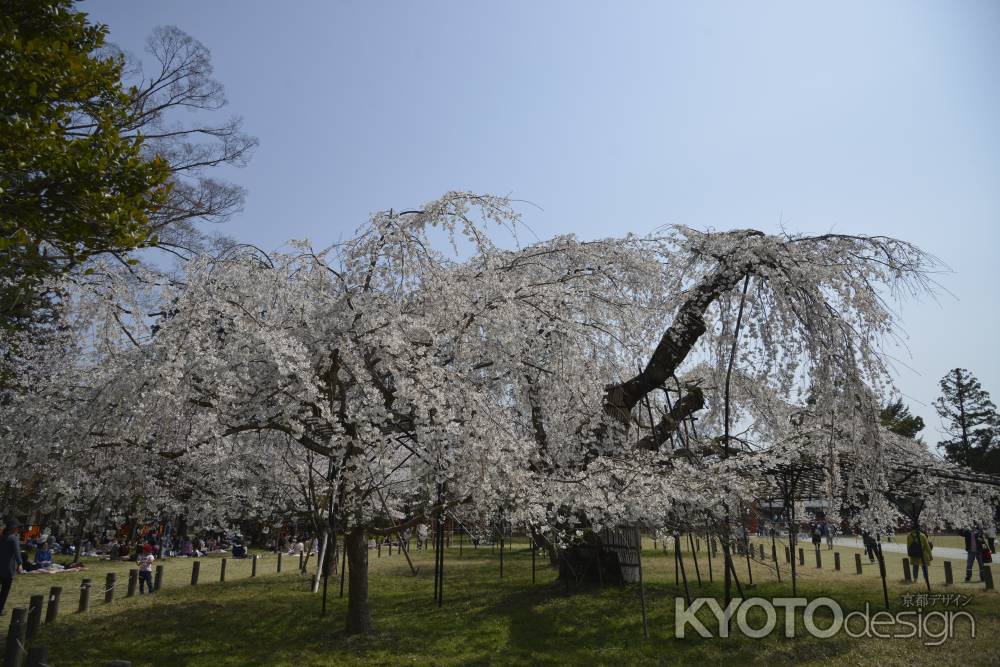 上賀茂神社　雄大な御所桜