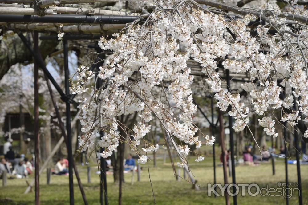 上賀茂神社　白い枝垂れ