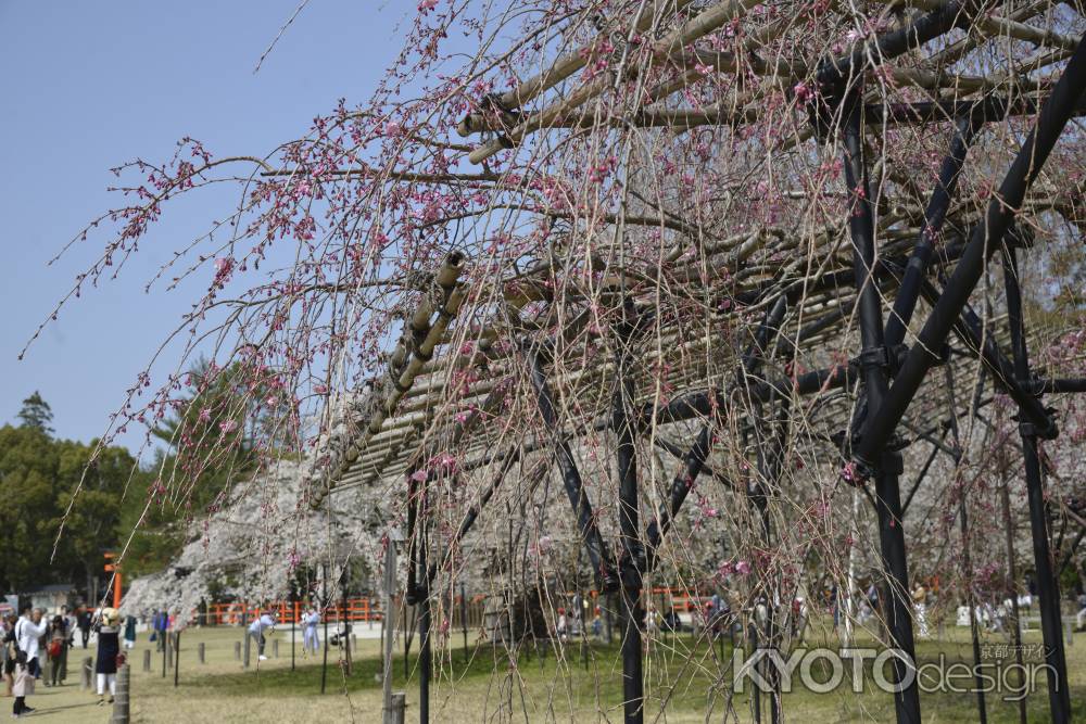 上賀茂神社　斎王桜はまだ蕾