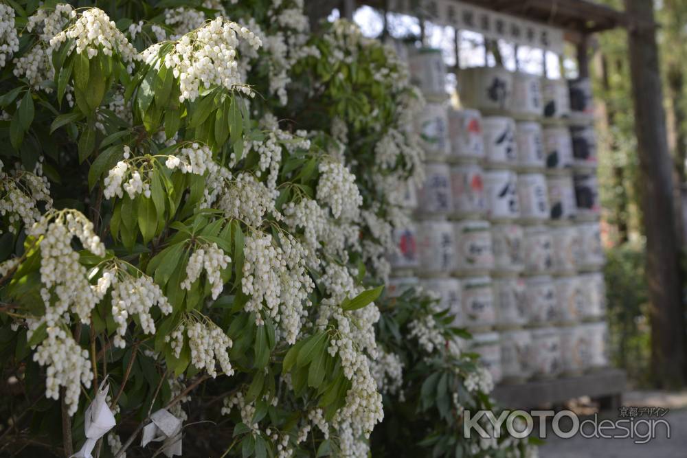 上賀茂神社　酒樽と白い花