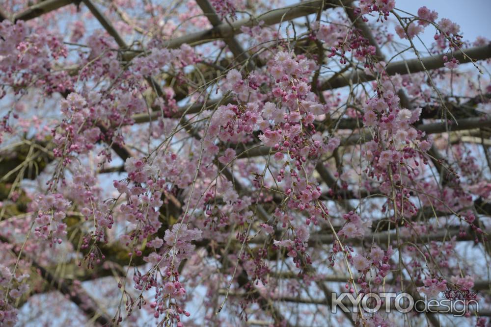 上賀茂神社　みあれ桜