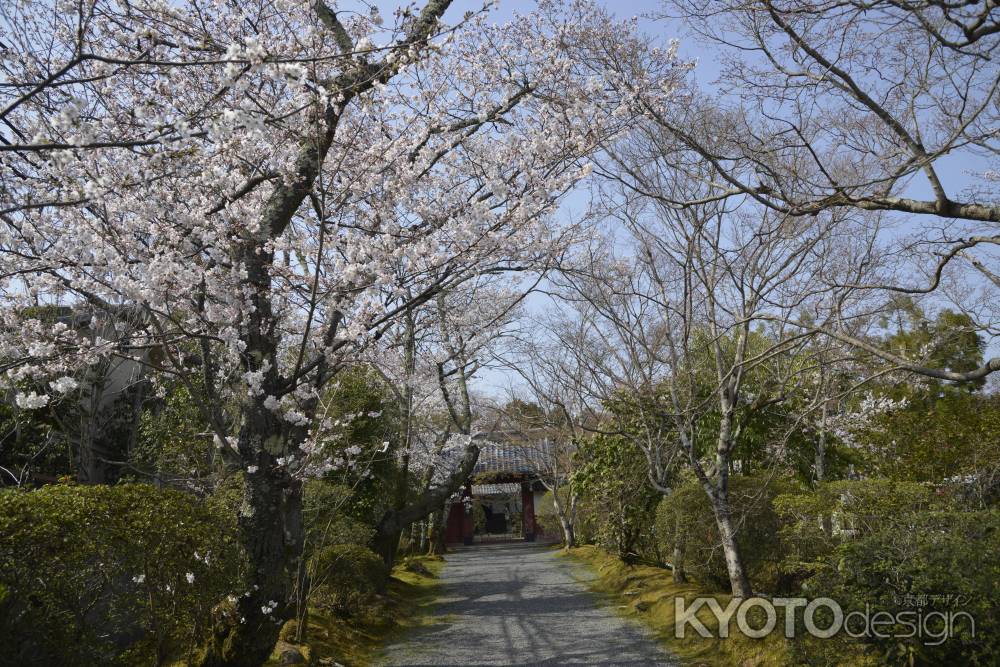 常照寺　山門へ誘うサクラ