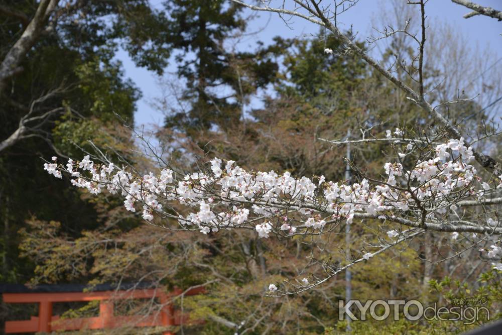 大田神社のサクラ