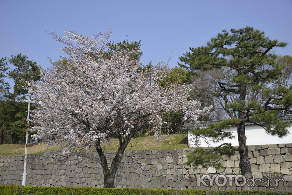 二条城　お堀の桜