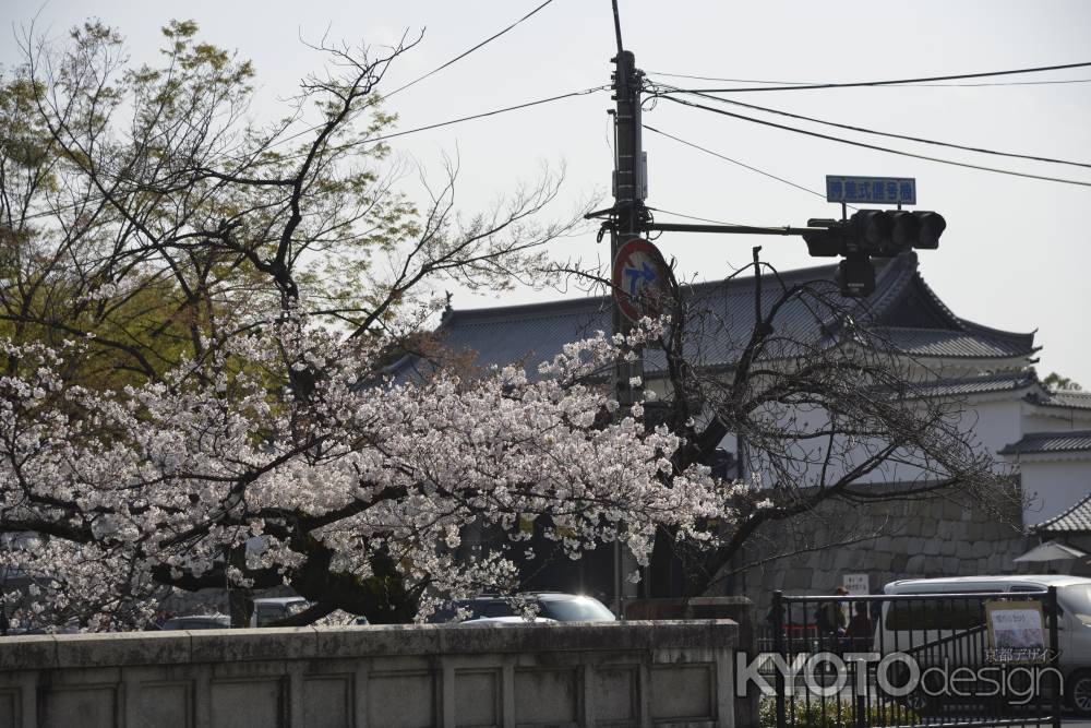 二条城前　堀川のサクラ