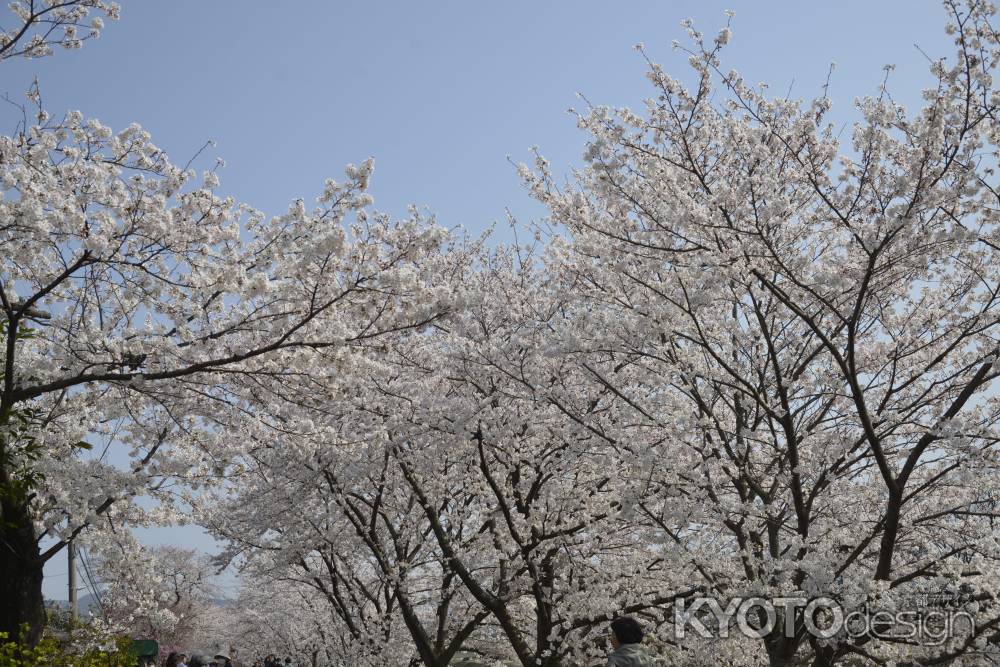 桜が満ちる